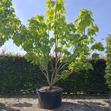 Catalpa bignonioides 'Aurea' - Formgehölze, Mehrstämmig 3xv mDb 350- 400