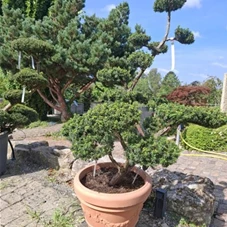 Taxus cuspidata 'Nana', Gartenbonsai 130- 140