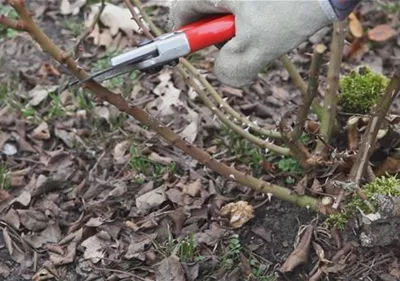 Beetrosen - Zurückschneiden im Frühling