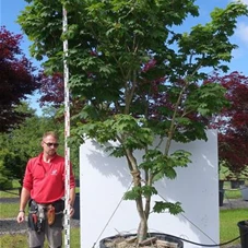 Acer japonicum 'Vitifolium', C NPbr 300- 350