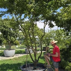 Acer palmatum - Unikum, C NPsn2 350- 400