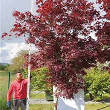 Acer palmatum 'Bloodgood' - Unikum, C NP21n1 350- 400