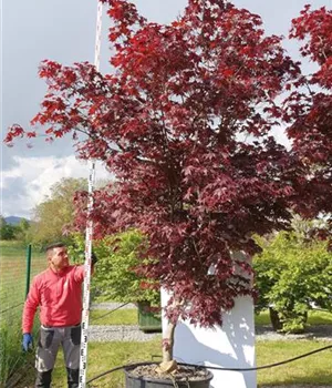 Acer palmatum 'Bloodgood' - Unikum