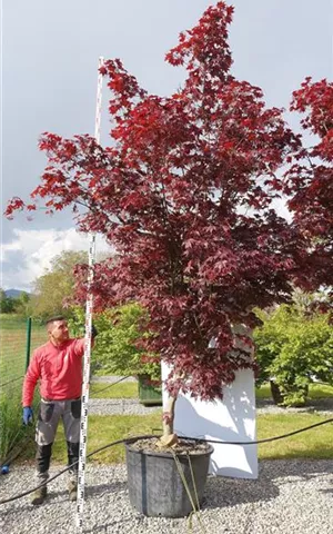 Acer palmatum 'Bloodgood' - Unikum