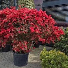 Azalea satsuki 'macrosepalum Seigahia', Schirm NPat 80- 100