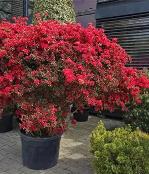 Azalea satsuki 'macrosepalum Seigahia'