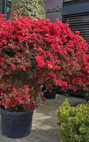 Azalea satsuki 'macrosepalum Seigahia'