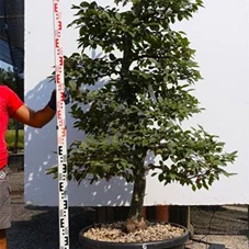 Carpinus betulus - Bonsai, Gartenbonsai NPn6+7 180- 200