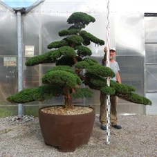 Juniperus chinensis, Gartenbonsai YM10 160- 180