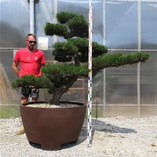 Pinus thunbergii, Gartenbonsai M22n4 140-