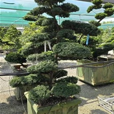 Taxus cuspidata, Gartenbonsai T66n9 140- 160