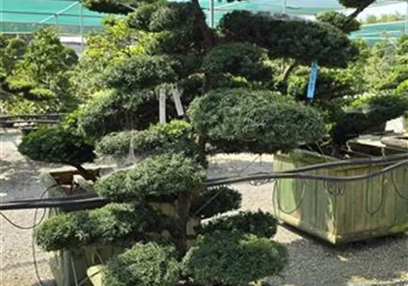 Taxus cuspidata - Japan.Eibe