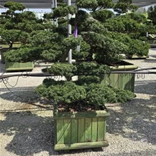 Taxus cuspidata, Gartenbonsai T8n18 140-