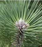 Japanische Schwarz-Kiefer - Pinus thunbergii