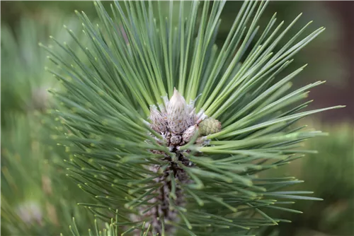 Japanische Schwarz-Kiefer - Pinus thunbergii