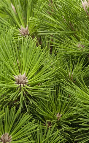 Pinus thunbergii