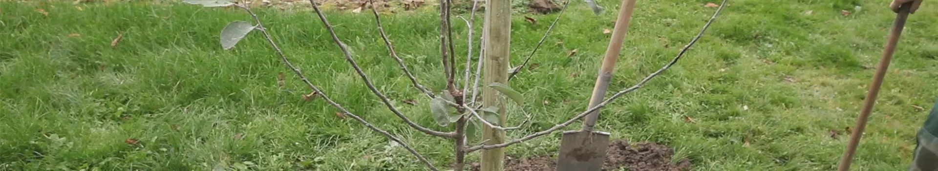 Apfelbaum - Einpflanzen im Garten