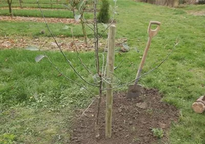 Apfelbaum - Einpflanzen im Garten