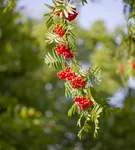 Gewöhnliche Eberesche - Sorbus aucuparia