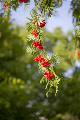 Gewöhnliche Eberesche - Sorbus aucuparia