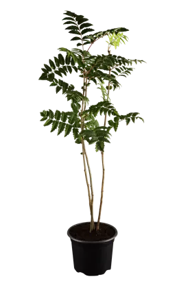 Gewöhnliche Eberesche - Sorbus aucuparia