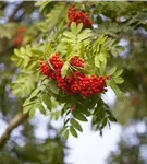 Gewöhnliche Eberesche - Sorbus aucuparia