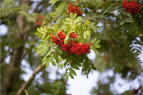 Gewöhnliche Eberesche - Sorbus aucuparia