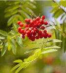 Gewöhnliche Eberesche - Sorbus aucuparia