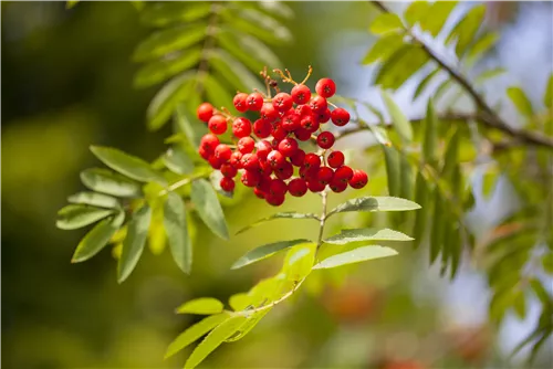 Gewöhnliche Eberesche - Sorbus aucuparia