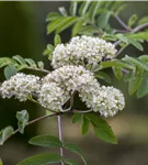 Gewöhnliche Eberesche - Sorbus aucuparia