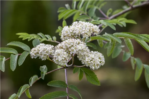 Gewöhnliche Eberesche - Sorbus aucuparia