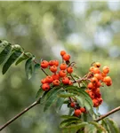 Gewöhnliche Eberesche - Sorbus aucuparia