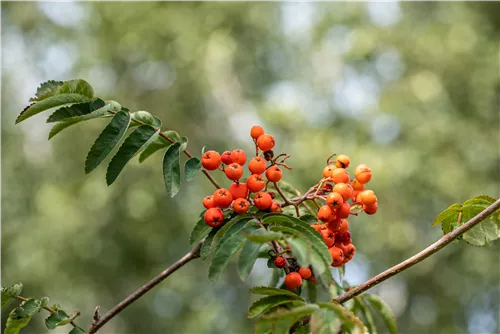 Gewöhnliche Eberesche - Sorbus aucuparia