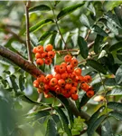 Gewöhnliche Eberesche - Sorbus aucuparia