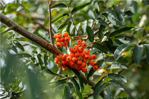 Gewöhnliche Eberesche - Sorbus aucuparia