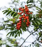 Gewöhnliche Eberesche - Sorbus aucuparia