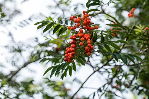 Gewöhnliche Eberesche - Sorbus aucuparia