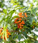 Pyramiden-Eberesche - Sorbus aucuparia 'Fastigiata'