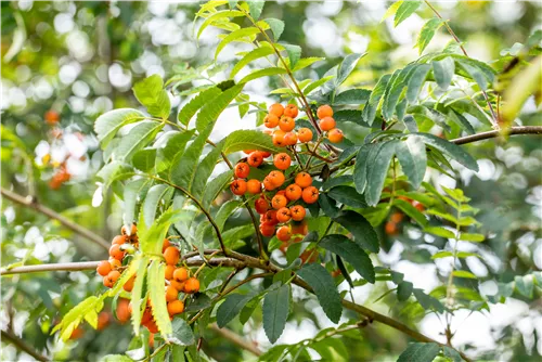 Pyramiden-Eberesche - Sorbus aucuparia 'Fastigiata'