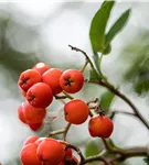 Gewöhnliche Eberesche - Sorbus aucuparia