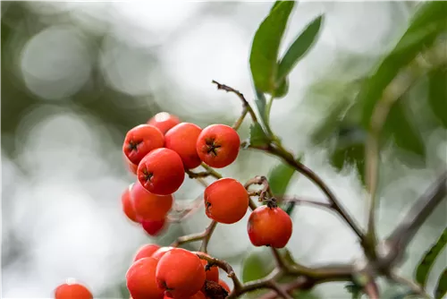 Gewöhnliche Eberesche - Sorbus aucuparia