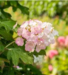 Eichenblättrige Hortensie 'Jetstream' FE® - Hydrangea querc. 'Jetstream®'