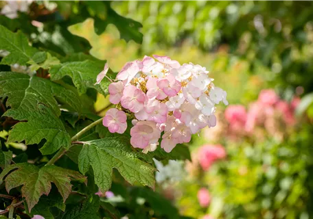 Hydrangea querc. 'Jetstream®' - Eichenblättrige Hortensie 'Jetstream' FE®