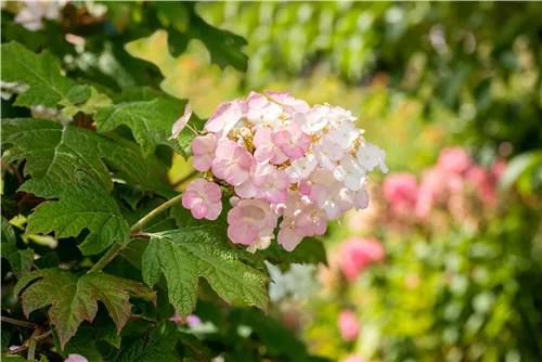 Eichenblättrige Hortensie 'Jetstream' FE® - Hydrangea querc. 'Jetstream®'