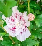 Garteneibich 'Starburst Chiffon'® - Hibiscus 'Starburst Chiffon'