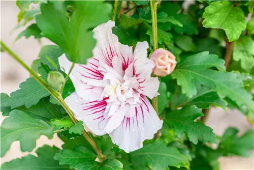 Garteneibich 'Starburst Chiffon'® - Hibiscus 'Starburst Chiffon'