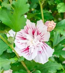 Garteneibich 'Starburst Chiffon'® - Hibiscus 'Starburst Chiffon'