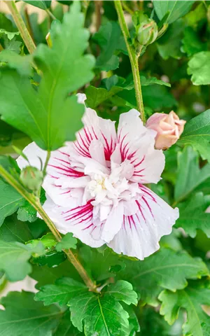 Hibiscus 'Starburst Chiffon'