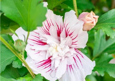 Hibiscus 'Starburst Chiffon' - Garteneibich 'Starburst Chiffon'®