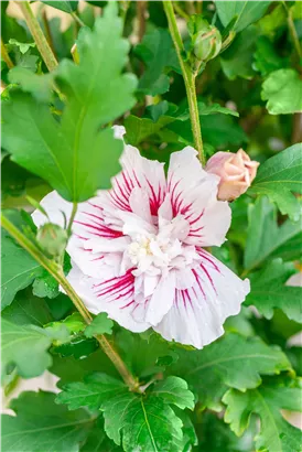 Garteneibich 'Starburst Chiffon'® - Hibiscus 'Starburst Chiffon'